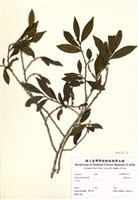 藏品(銳葉柃木)的圖片